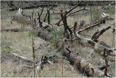 Adapting Research, Management, and Governance to Confront Socioecological Uncertainties in Novel Ecosystems